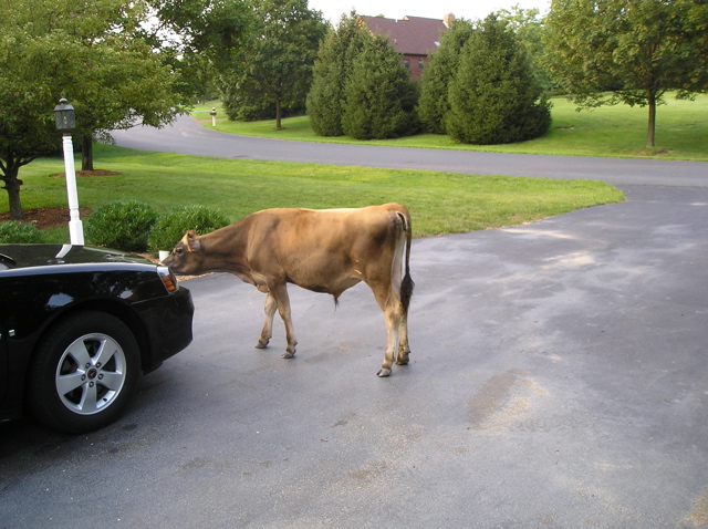 cow-in-the-neighborhood.jpg