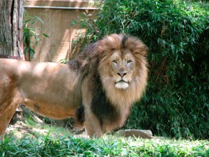 lion