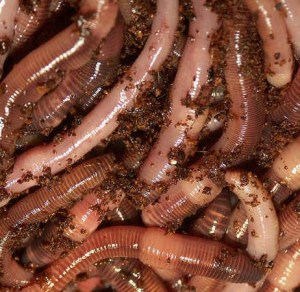 loads_of_worms