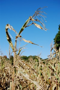 corn-stalk