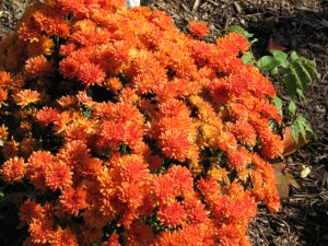 orange mum